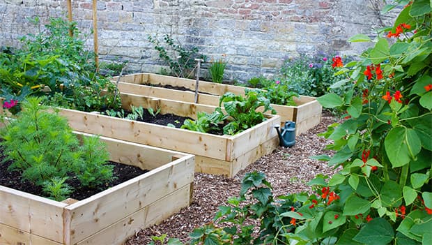 Tips for Your South Florida Home Garden
