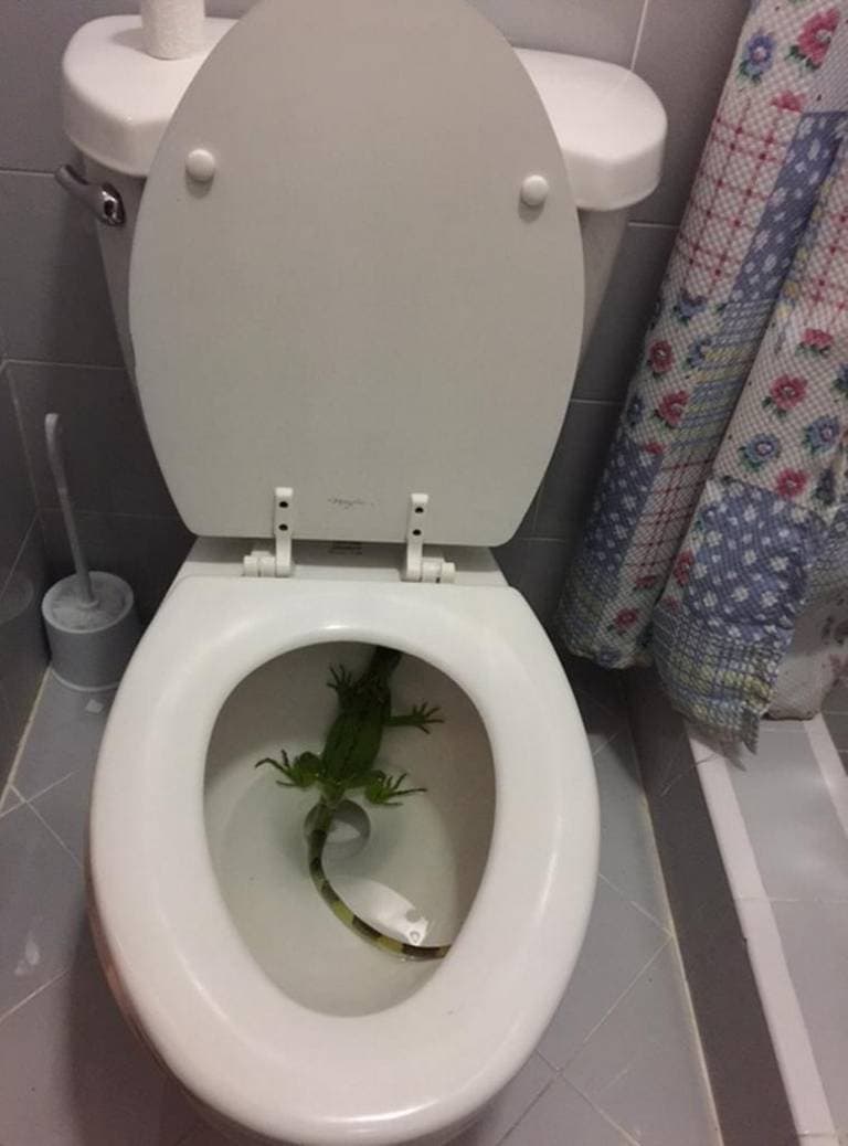 Two-foot Iguana found in Miami toilet