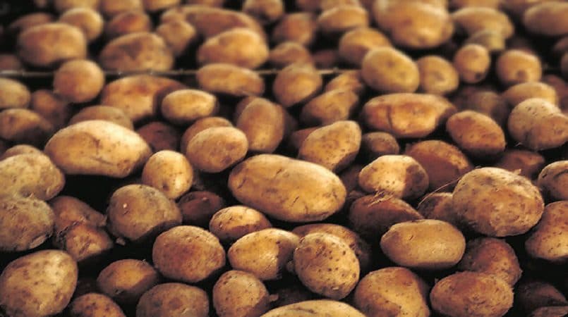 Minister Green applauds surge in Jamaica’s Irish potato production