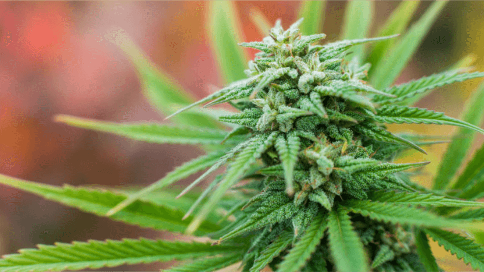 NCDA wants state resources to discourage marijuana use among young people in Jamaica