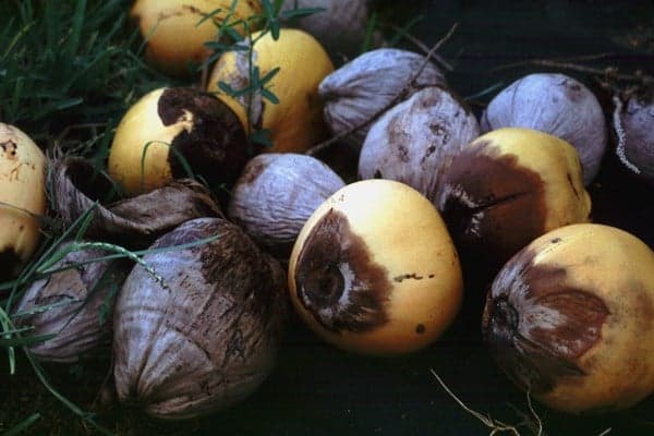 Lethal yellowing disease confirmed in Dominica