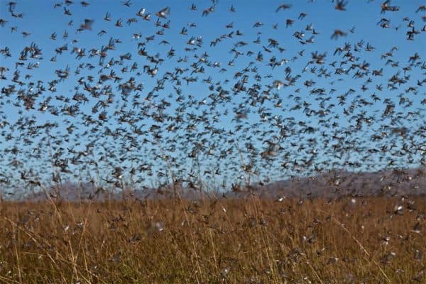 Plague! Locusts swarm Trinidad Community