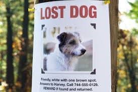 Miami-Dade Animal Services encourage pet safety and loss pet prevention