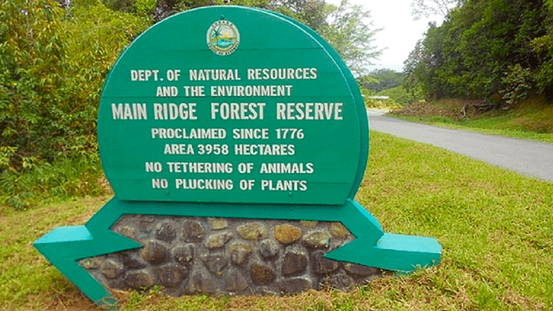 Tobago Forest Reserve: One with Nature