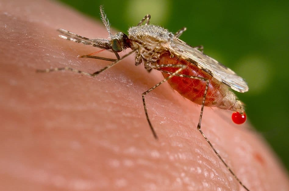 United States assisting Guyana in fighting malaria