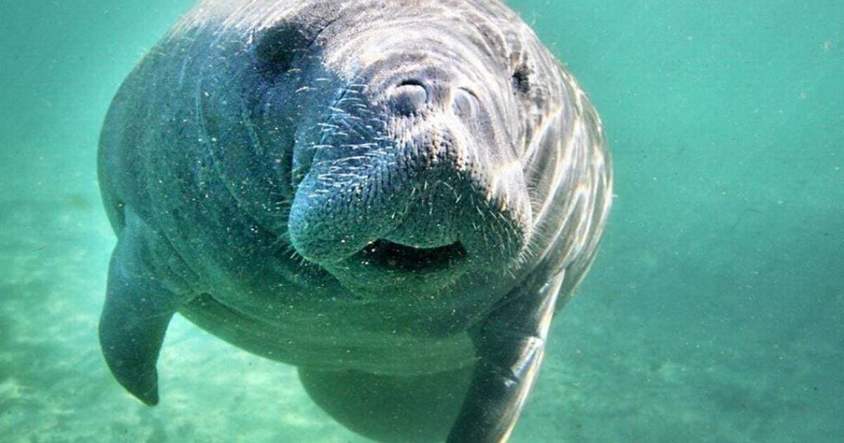 Broward County sees early surge in manatee deaths