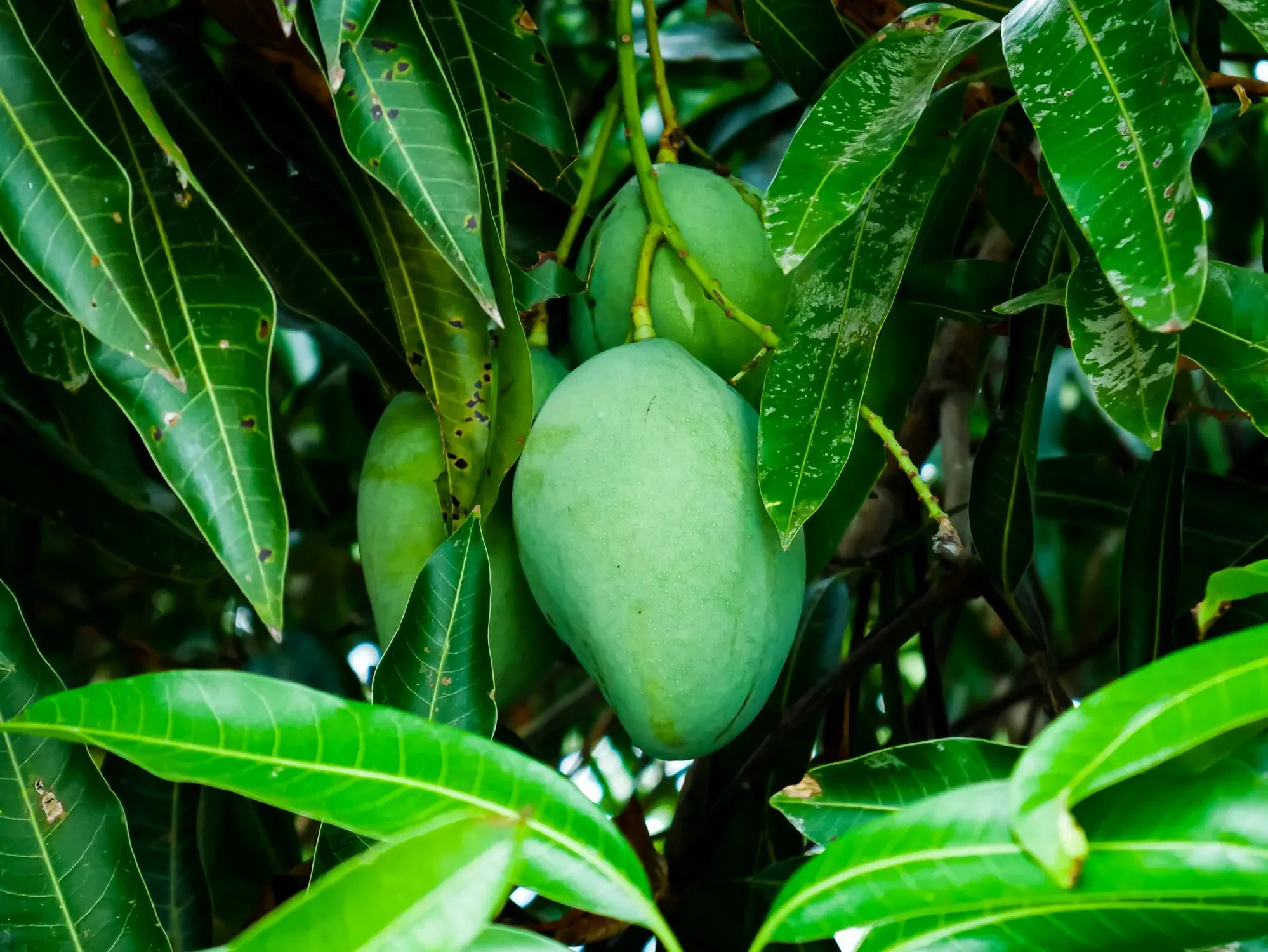 St Kitts faces disease outbreak affecting mango trees
