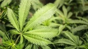 Dominica’s Opposition party calls on government to revisit marijuana policy