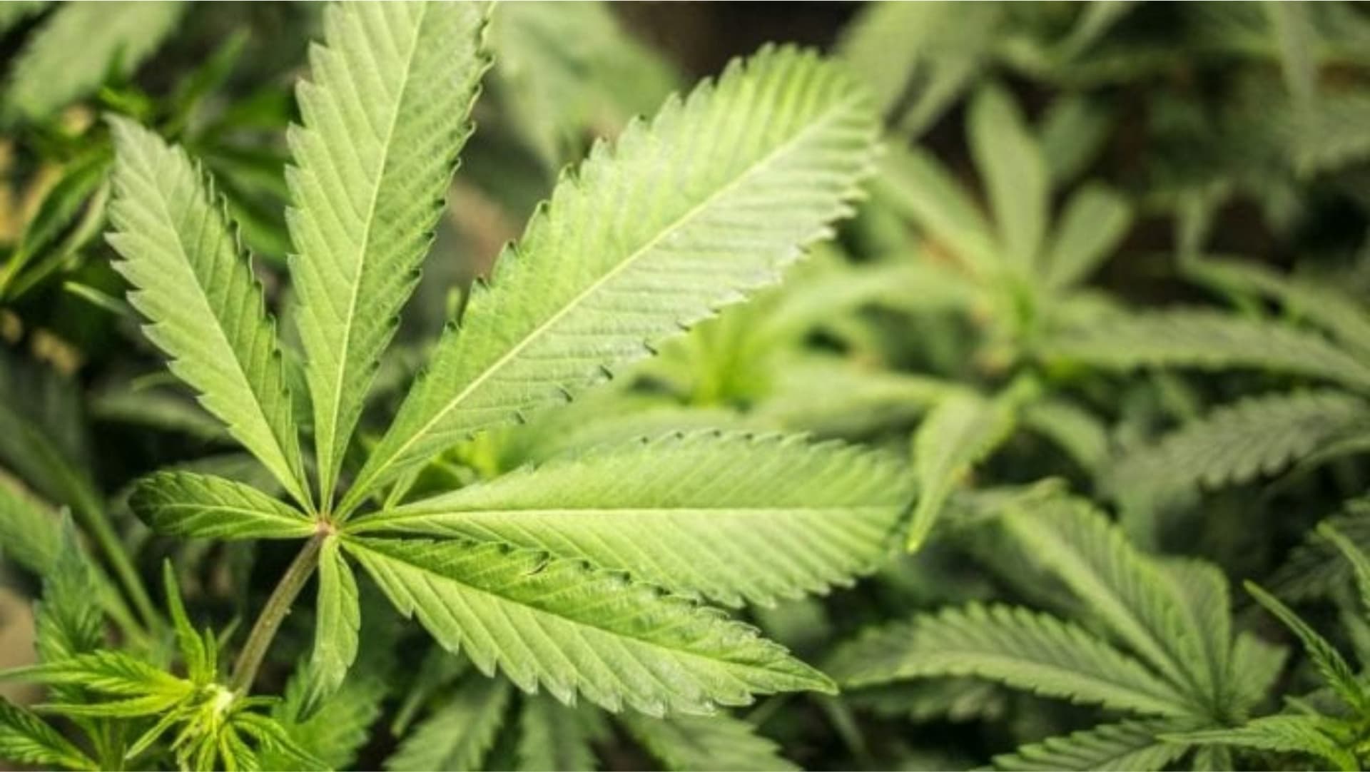 Bermuda House of Assembly passes cannabis legislation again