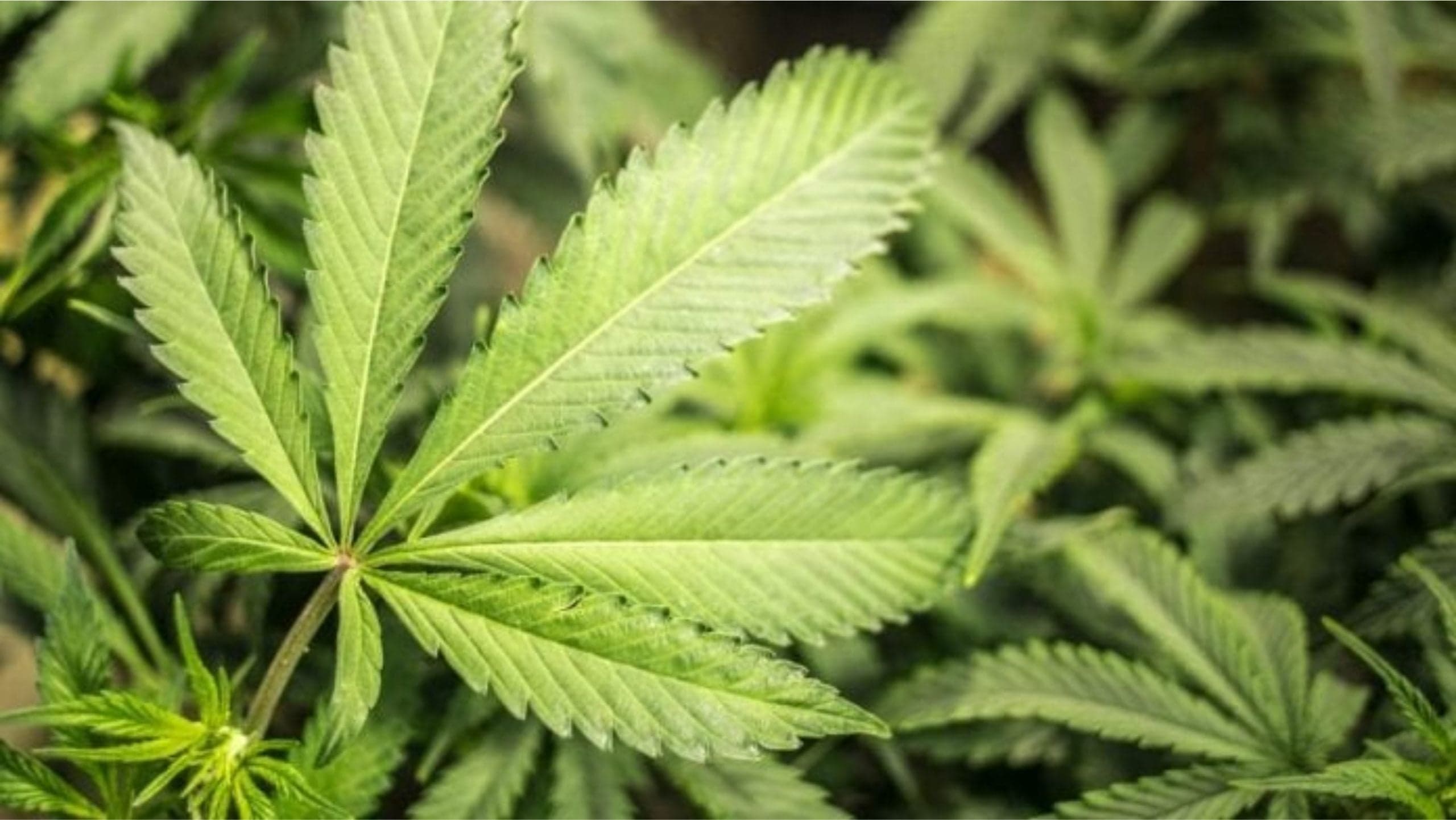 Bermuda House of Assembly passes cannabis legislation again