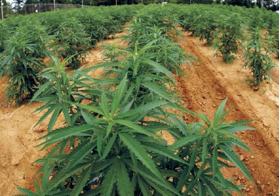 Guyanese Carpenter appears in court for producing large quantity of Marijuana