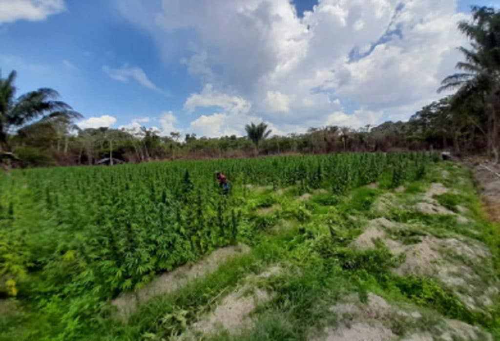 Multi-billion dollar marijuana bust made in GDF joint operation