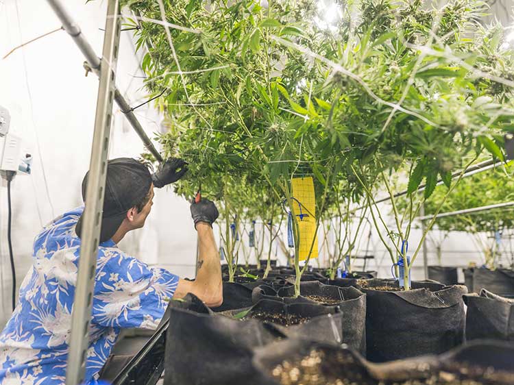 Feds Using Marijuana Employment to Deny Citizenship