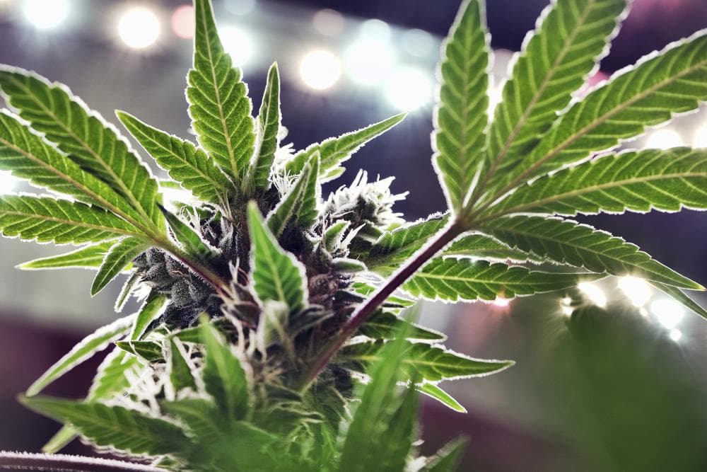 Florida Supreme Court deliberate over recreational marijuana amendment