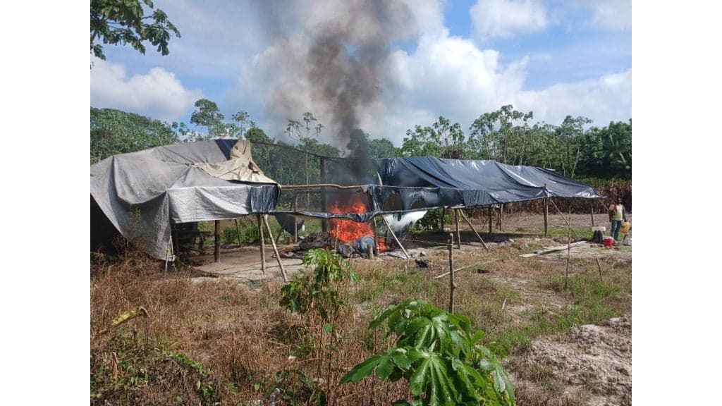 Guyanese police eradicate extensive marijuana plantation