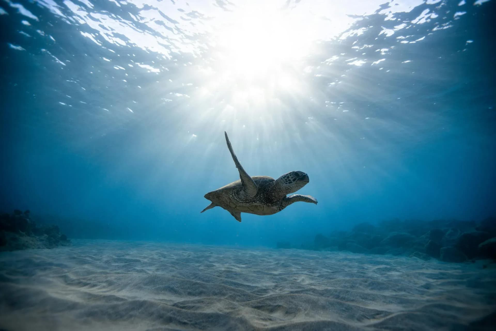 Jamaica reinforces commitment to marine conservation