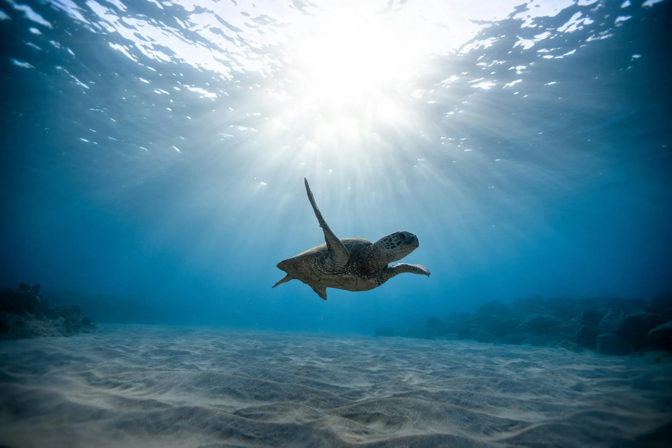 Jamaica reinforces commitment to marine conservation