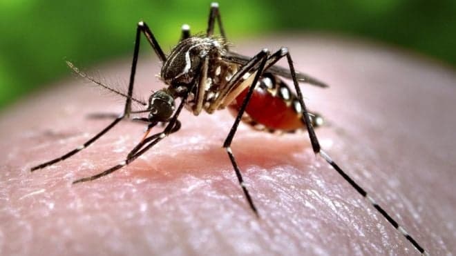 Zika warning still in effect for Caribbean