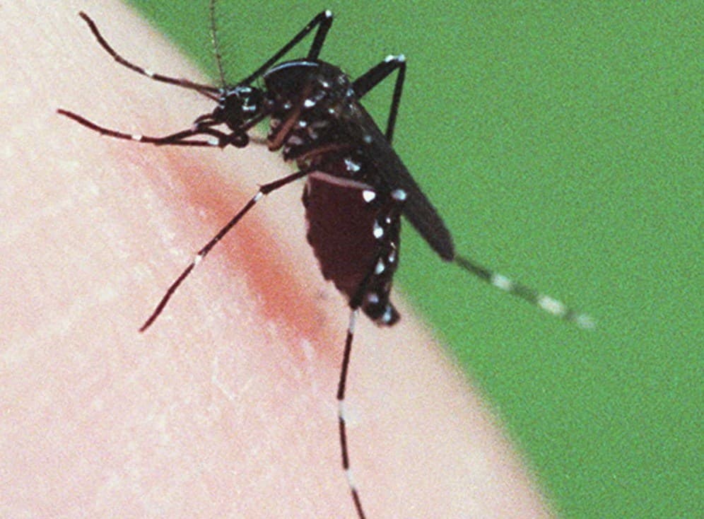 Florida Health Officials Warn of Rare & Deadly Mosquito Virus Detected in the State