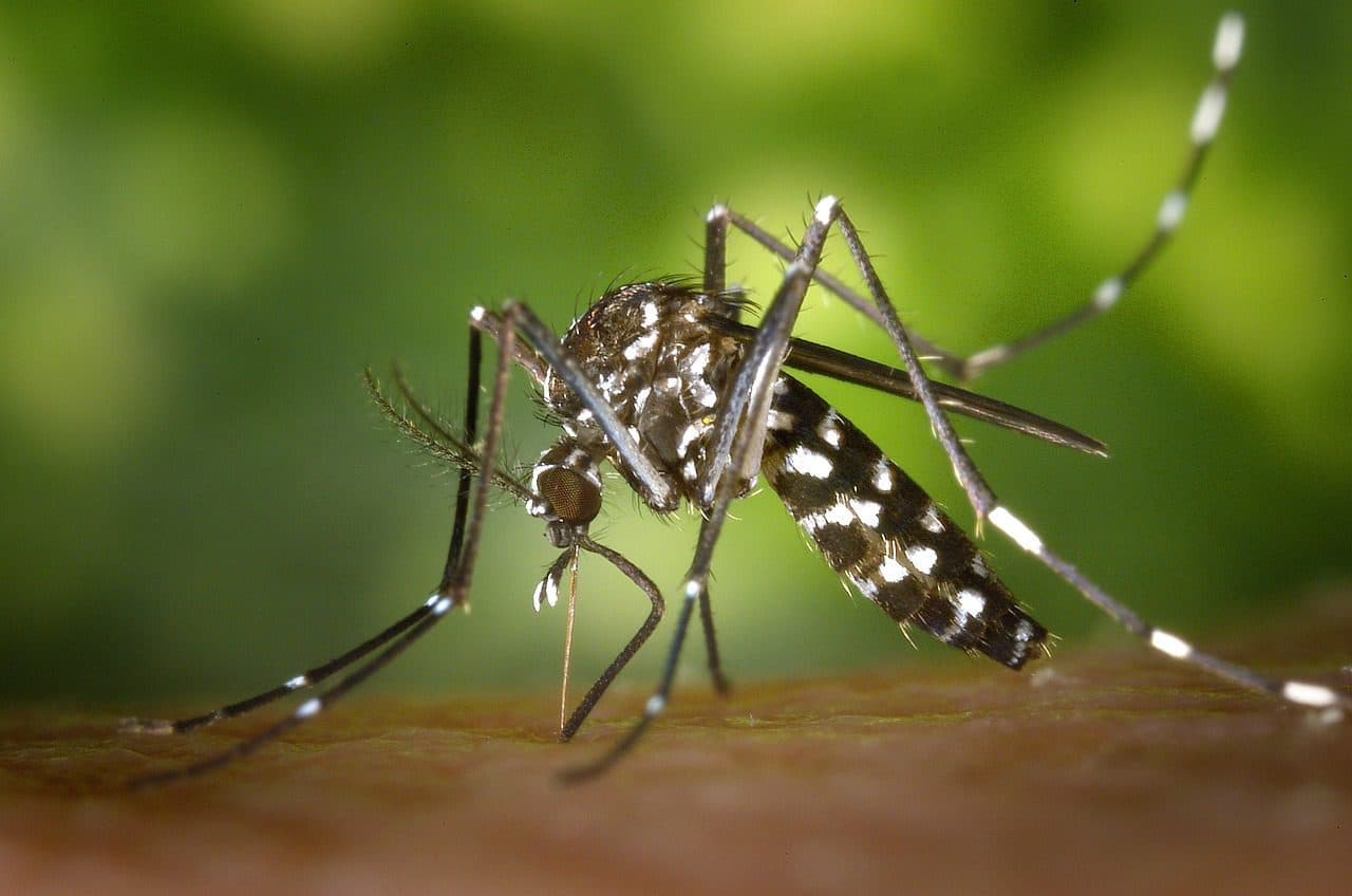 Palm Beach County to conduct aerial spraying for mosquitoes starting this Wednesday