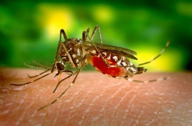 LIAT issues Zika travel advisory