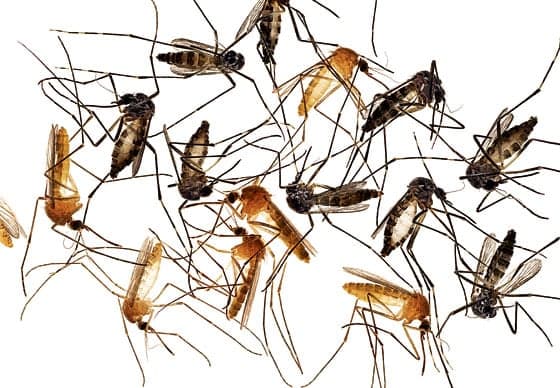 Future waves of Zika epidemic likely, PAHO chief warns