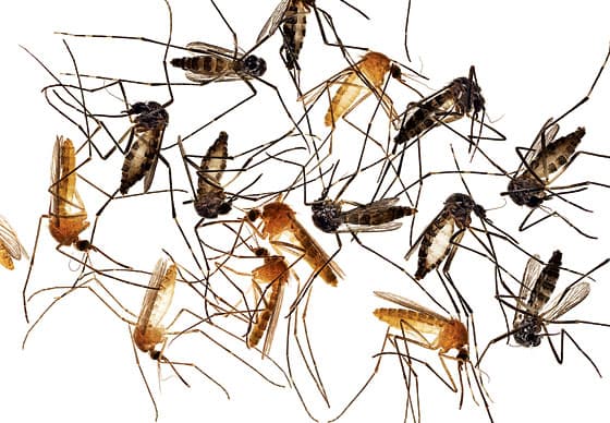 Mosquito spraying for West Palm Beach