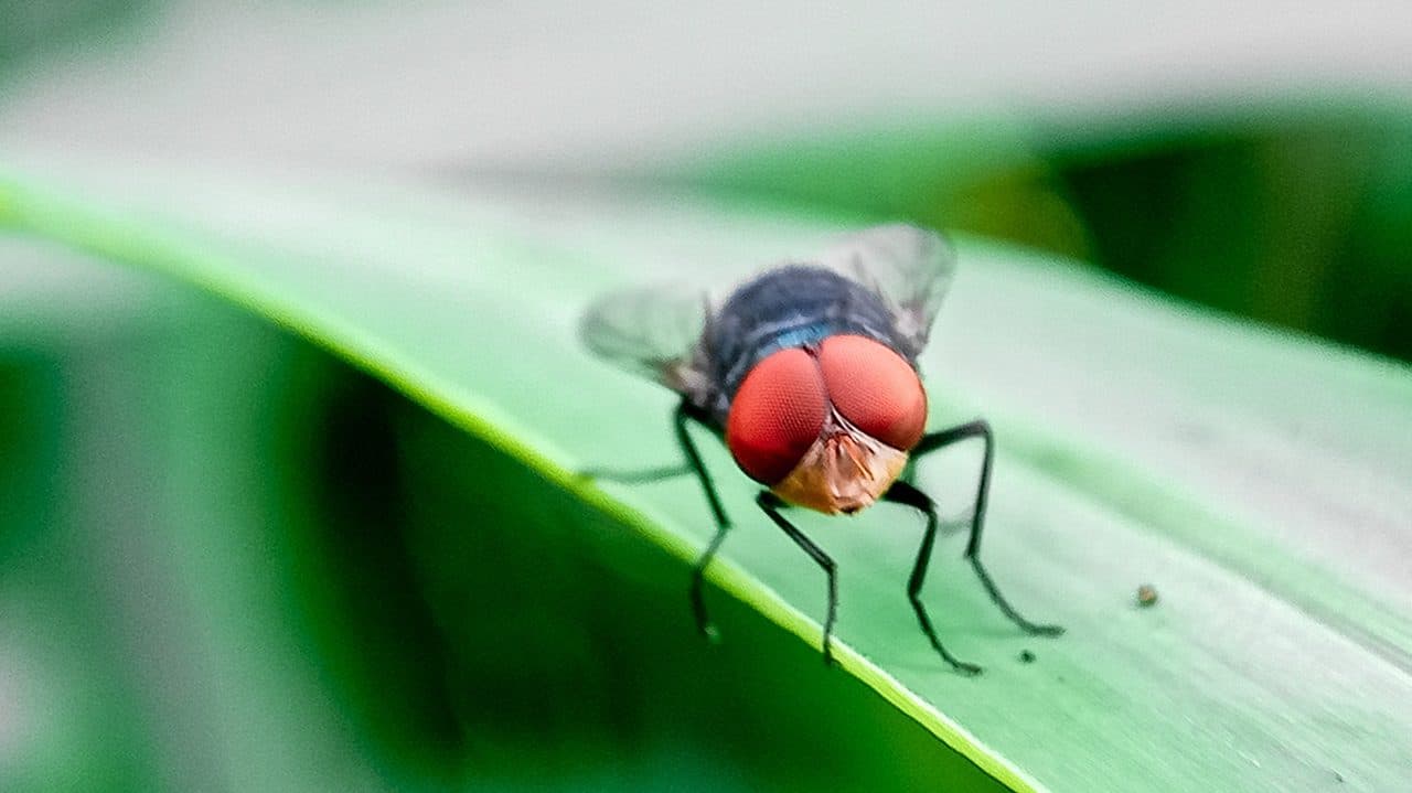 Belize strengthens measures to prevent spread of New World Screwworm