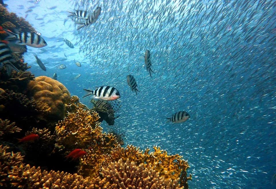 CARICOM welcomes ocean biodiversity treaty
