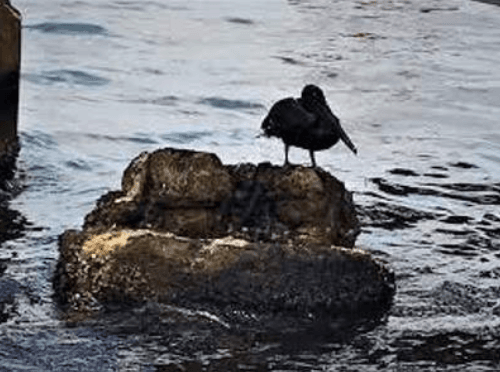 Venezuelan companies accuse Trinidad of oil spill