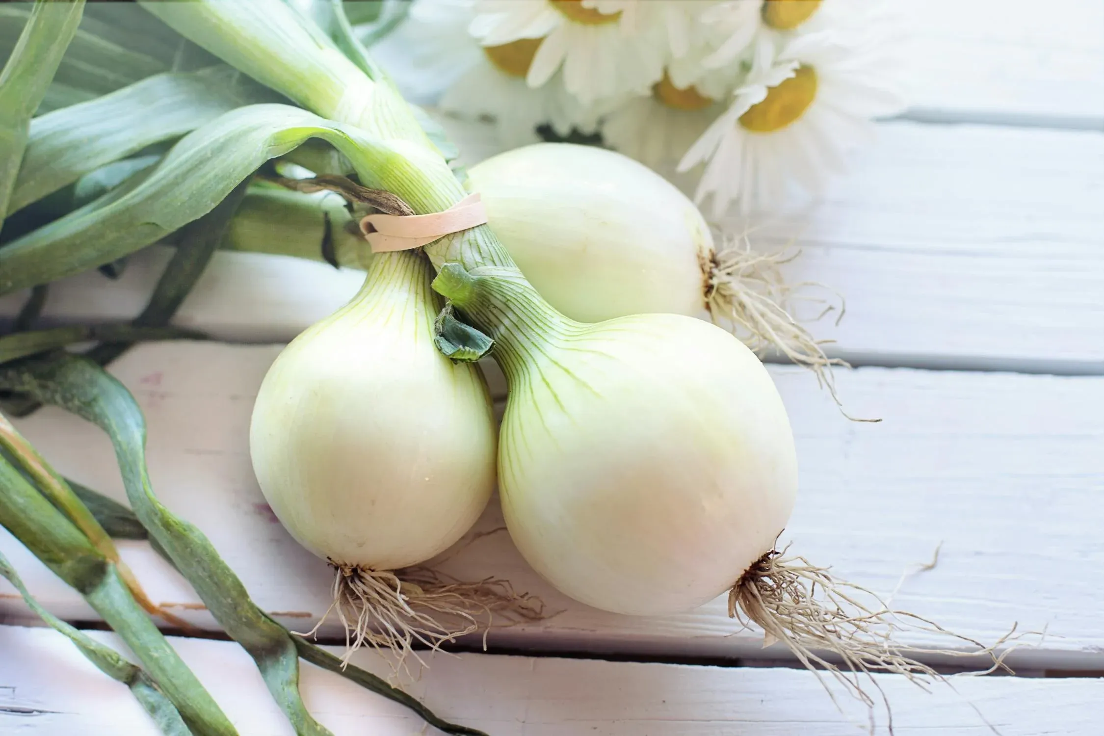 Jamaican government commits $60 million to boost local onion production