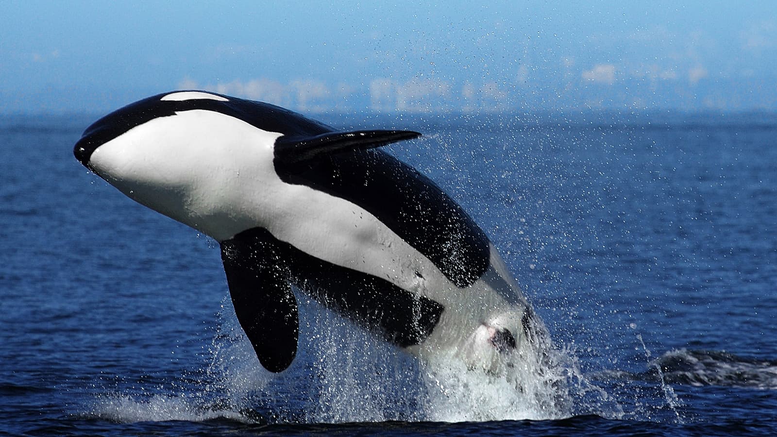 St. Vincent to introduce legislation outlawing killing of orcas