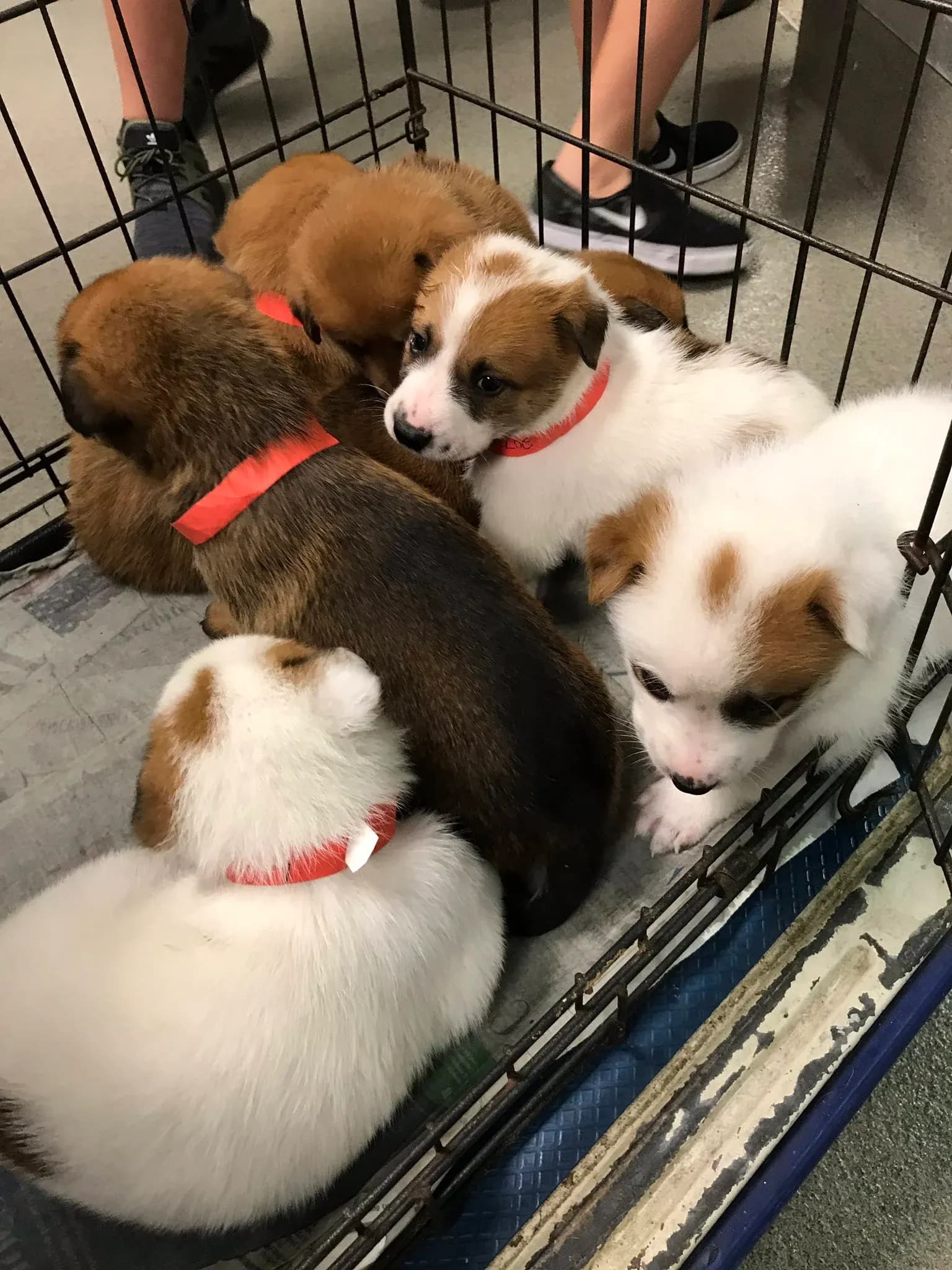 Miami-Dade Animal Services to host the Valentine’s Pet Adoption and Farmers’ Market in Hialeah