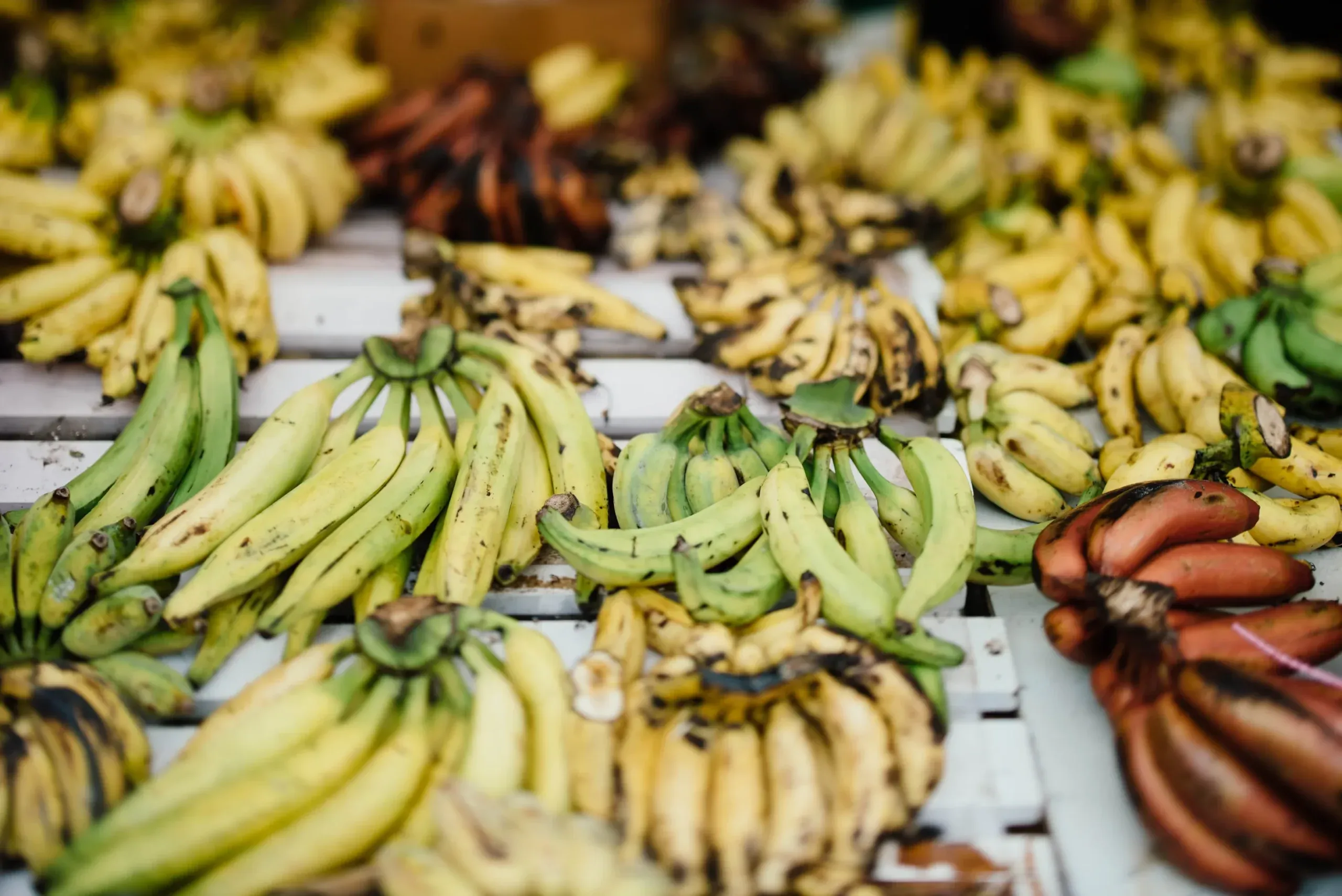 Dominican Republic government urged to lift ban on exporting plantains to Haiti