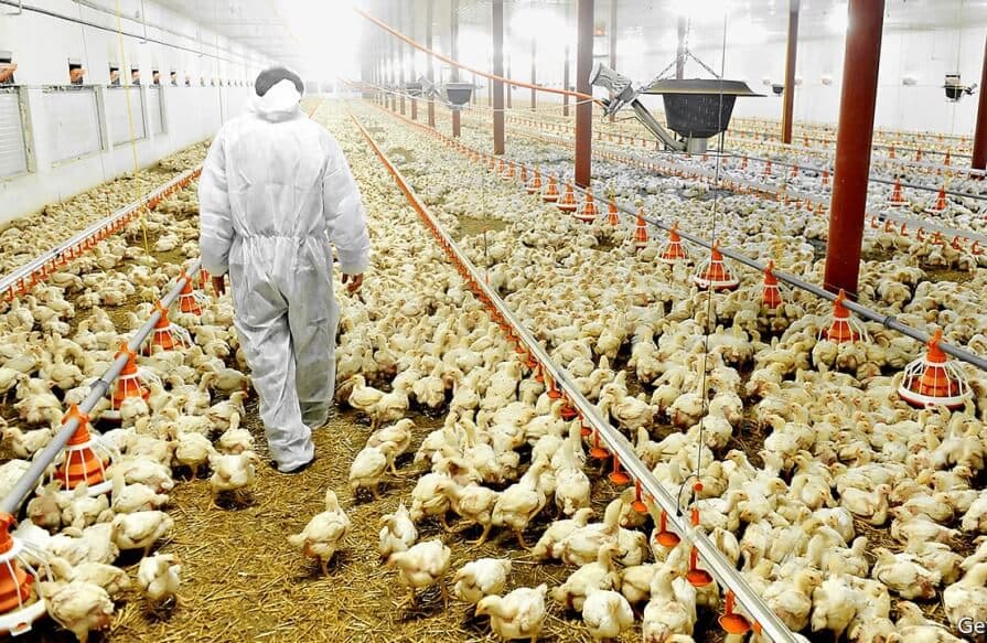 Caribbean Poultry Association symposium emphasizes agriculture’s vital role