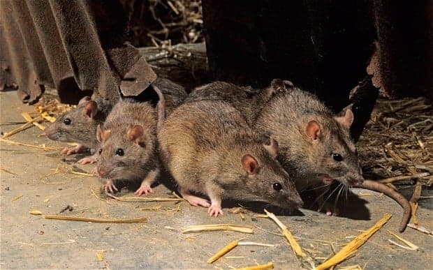 Rat infestation forces closure of three South Florida restaurants