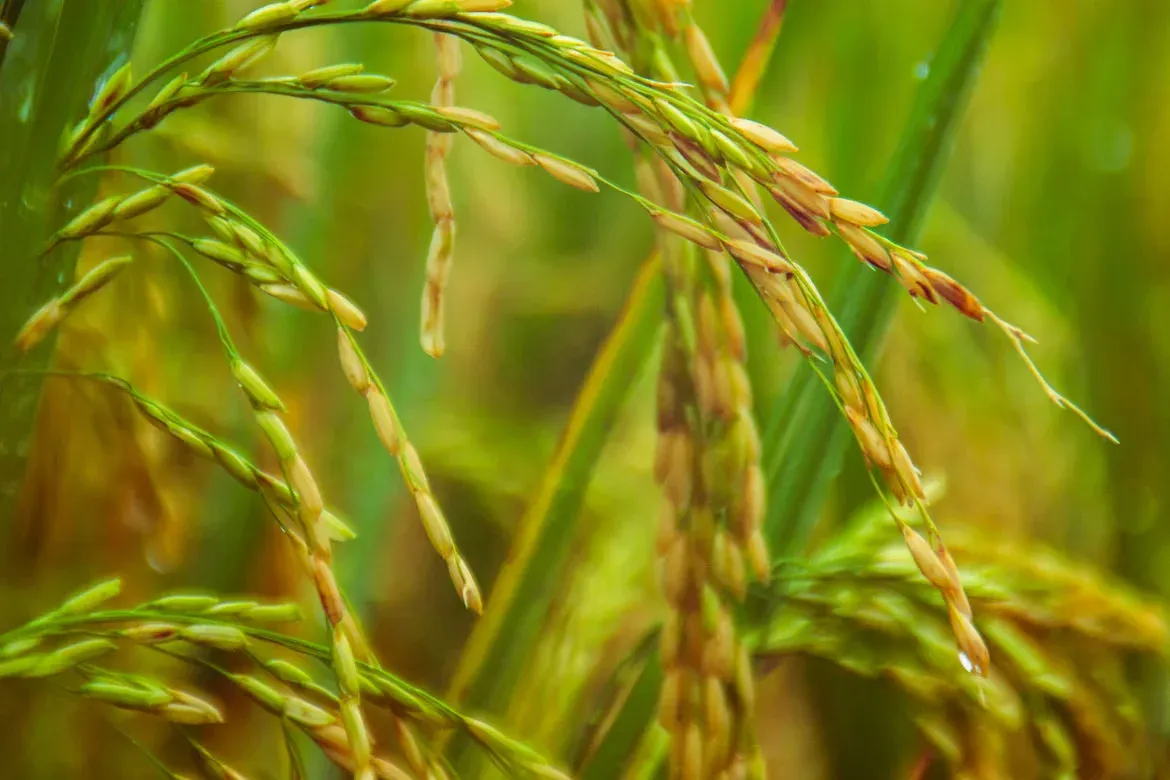 Guyana seeking to recover money owed by Panama for rice