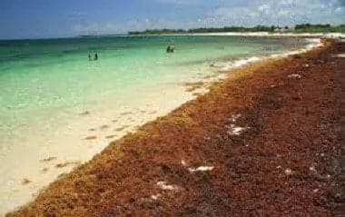 Jamaica exploring ways to benefit from sargassum