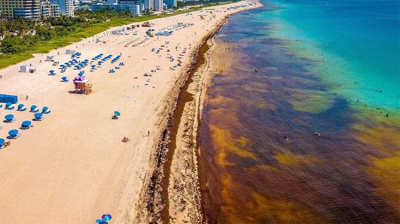 Jamaican Beaches Facing Major Seaweed Threat