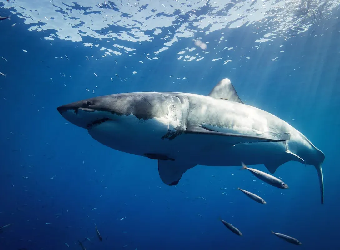 Tragic shark attack claims life of US woman in The Bahamas