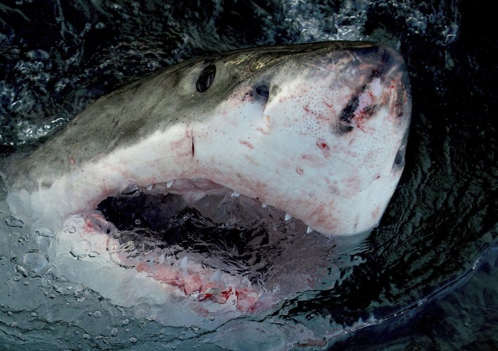 Police: Shark kills US tourist snorkeling in Bahamas