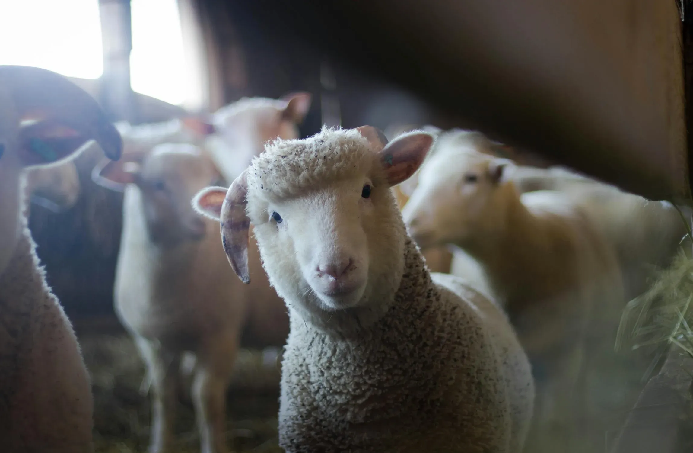 New bloodlines from US bring hope to Saint Lucian livestock farmers