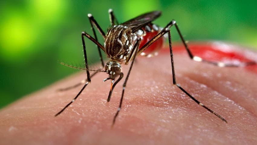 St Vincent records first case of Zika virus