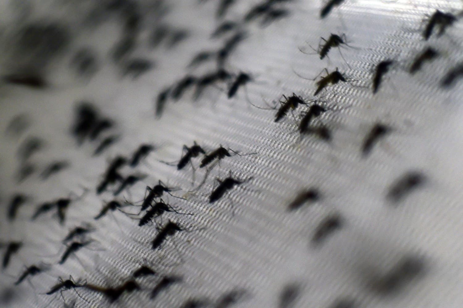 Aerial mosquito spraying for western Palm Beach