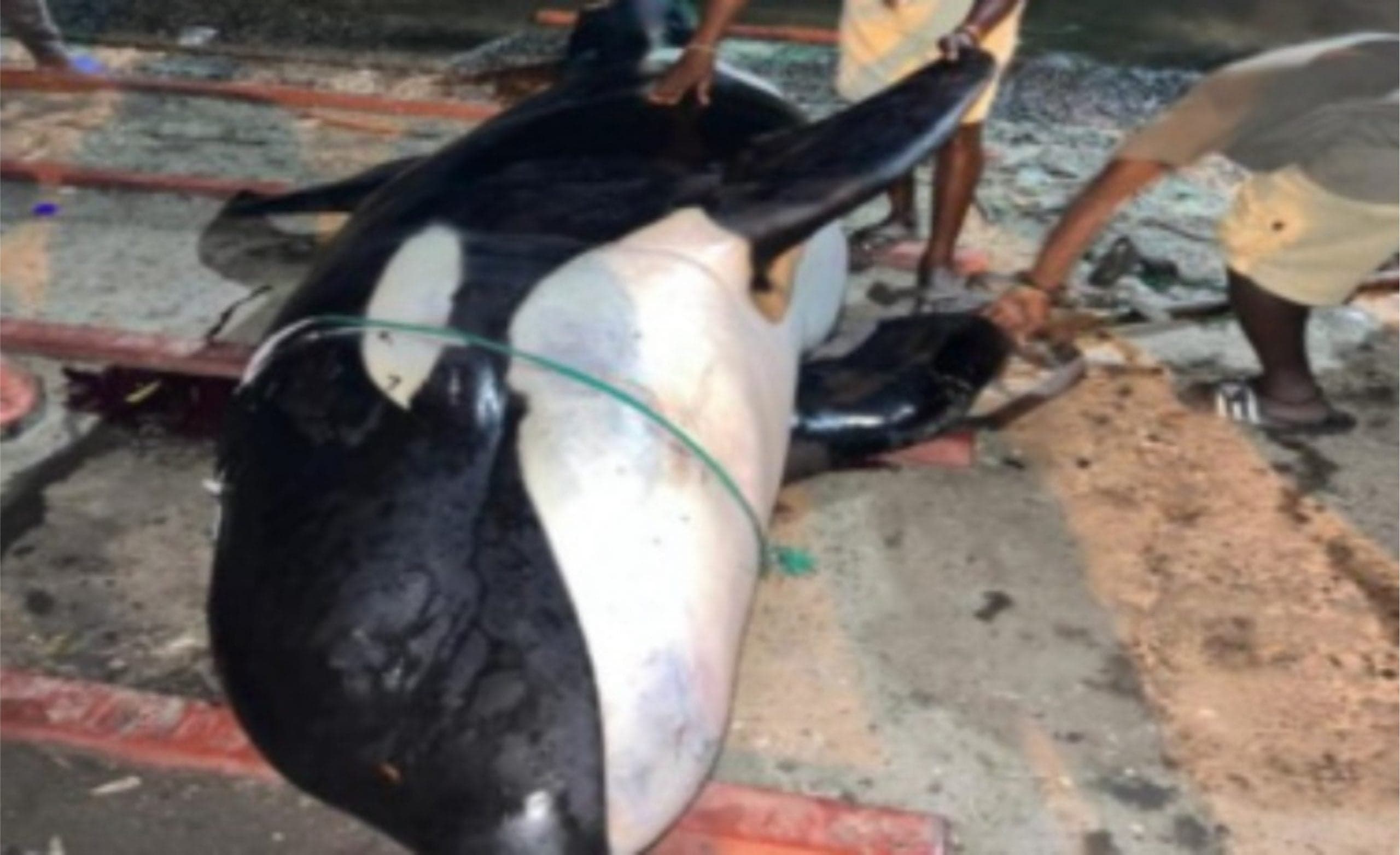 St. Lucia Government disturbed at the capture of killer whale