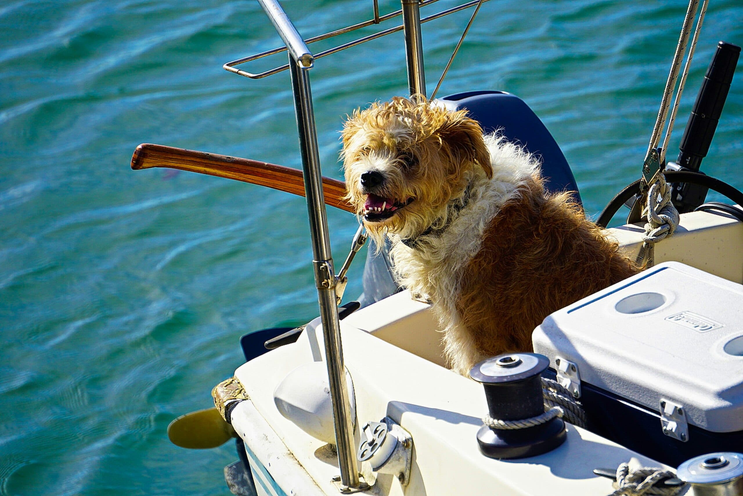 How to plan a cruise trip with your canine companion