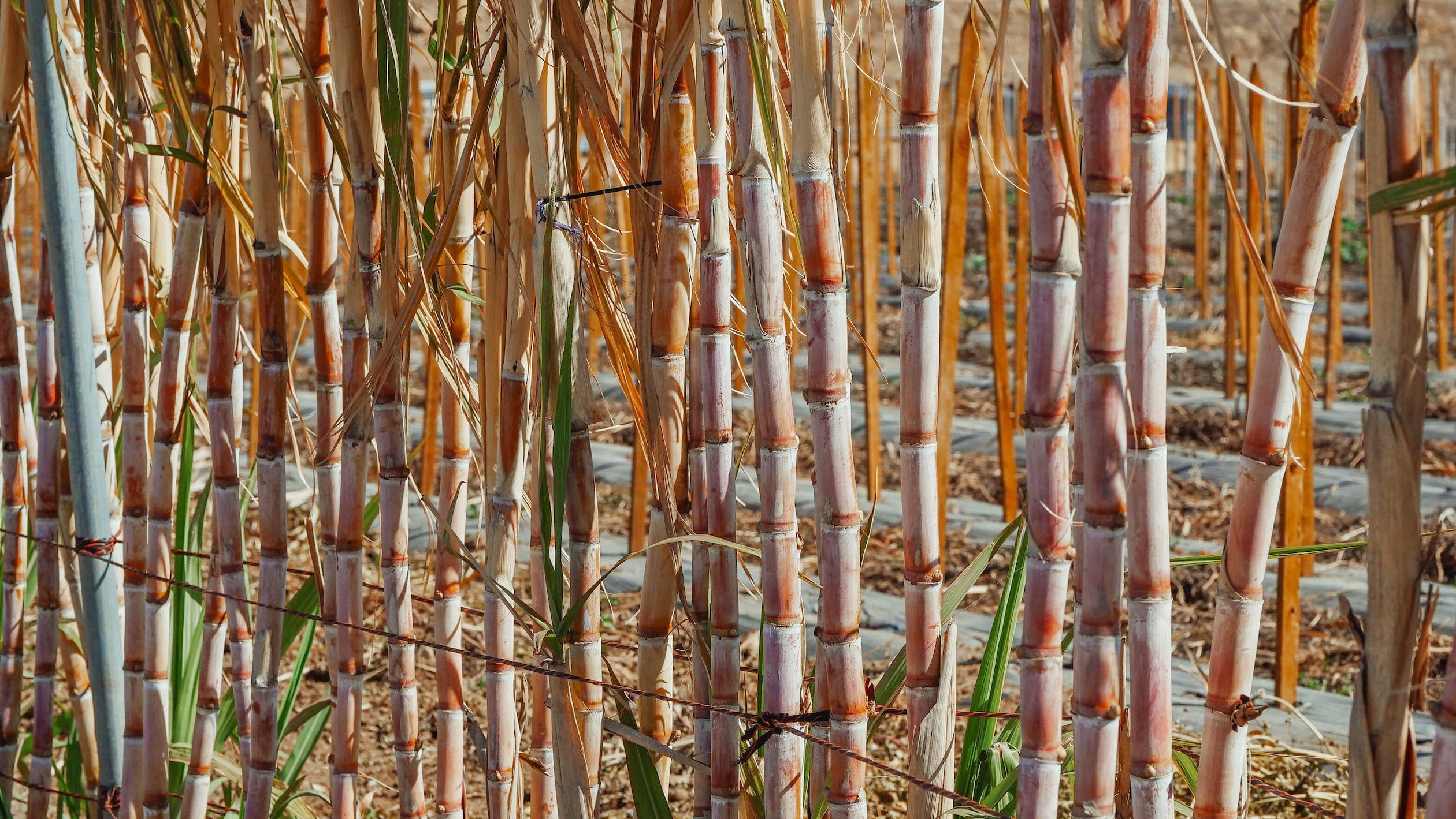Belize Commission of Inquiry into sugar cane industry to hold public hearing