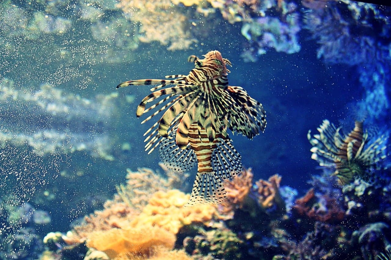 US Funds Reef Restoration Project in Jamaica