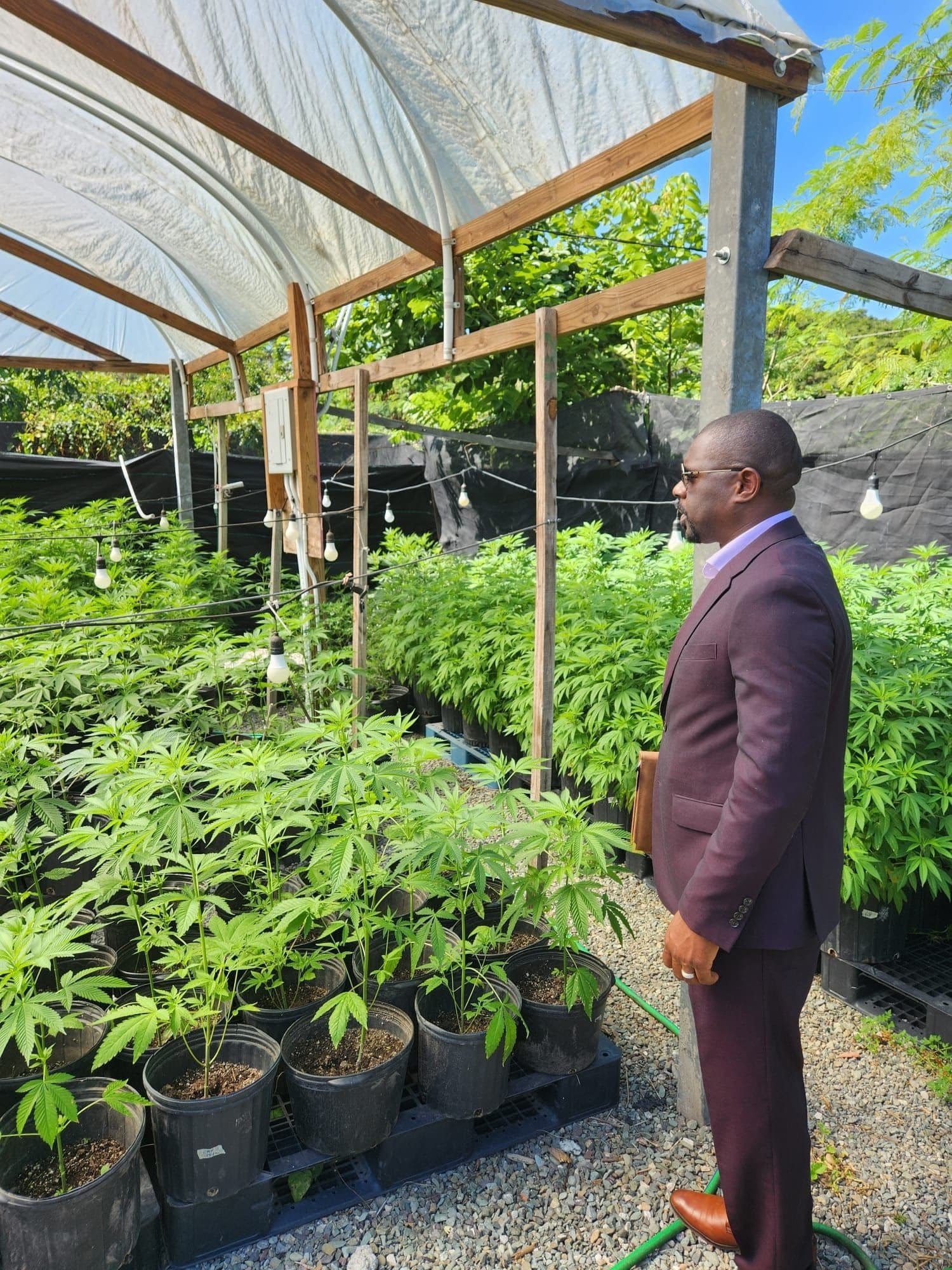 St Kitts-Nevis Cannabis Act now fully activated