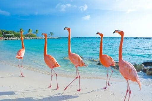 Exploring the ABC islands: Aruba, Bonaire, and Curaçao